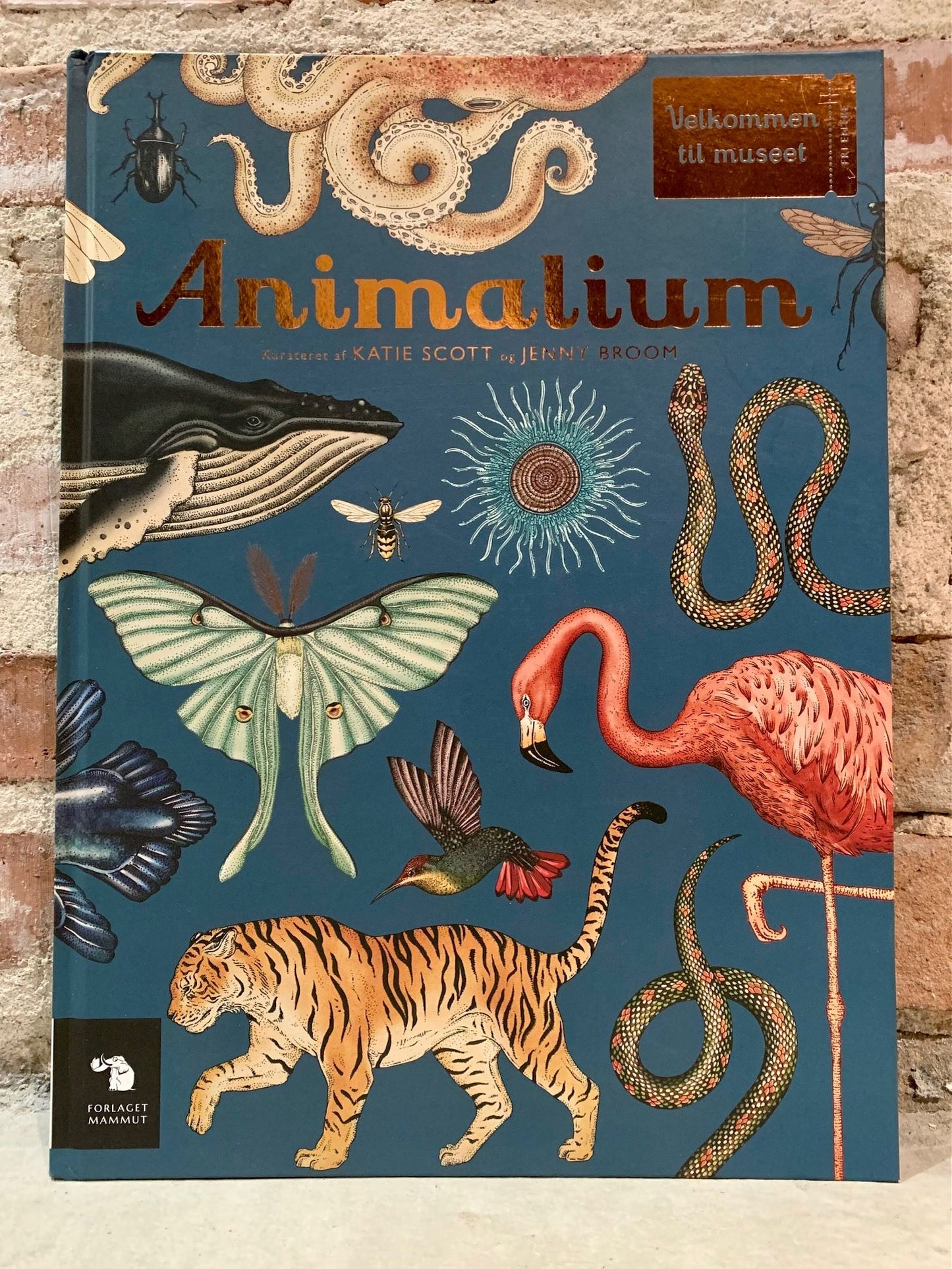 Animalium